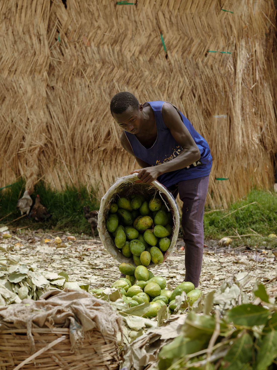 Récolte de mangues à Kaduna, Nigeria
