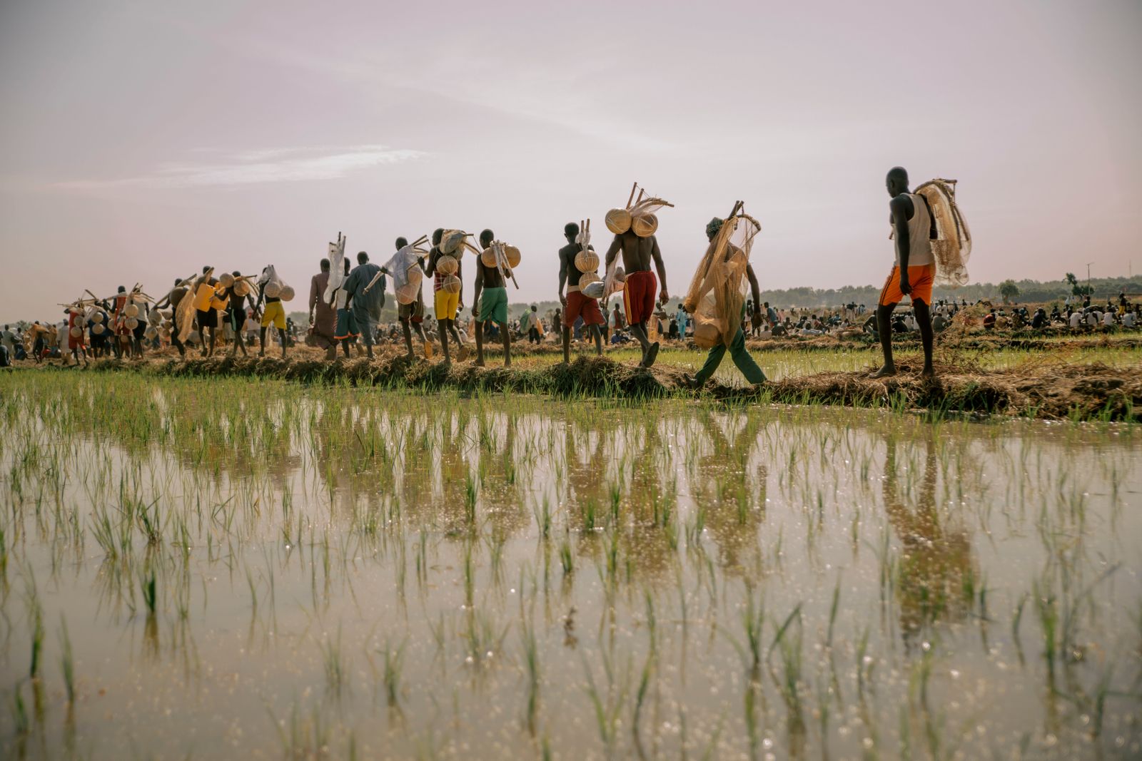 Producteurs dans une rizière inondée près de Kano, Nigeria