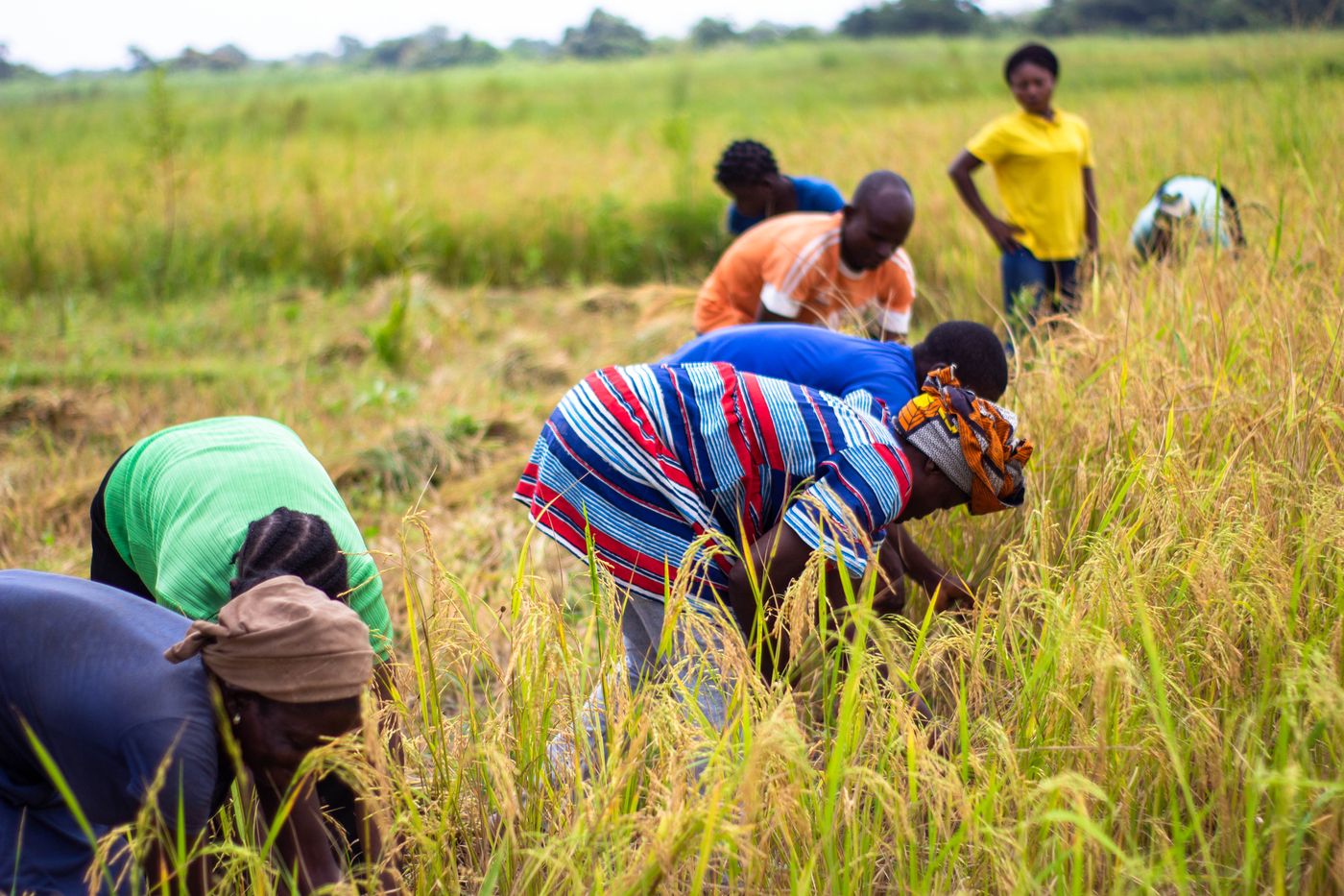 Producteurs au travail dans une rizière à Makurdi, Nigeria
