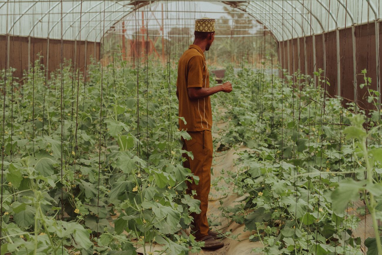 Serre maraîchère à Zaria, Nigeria