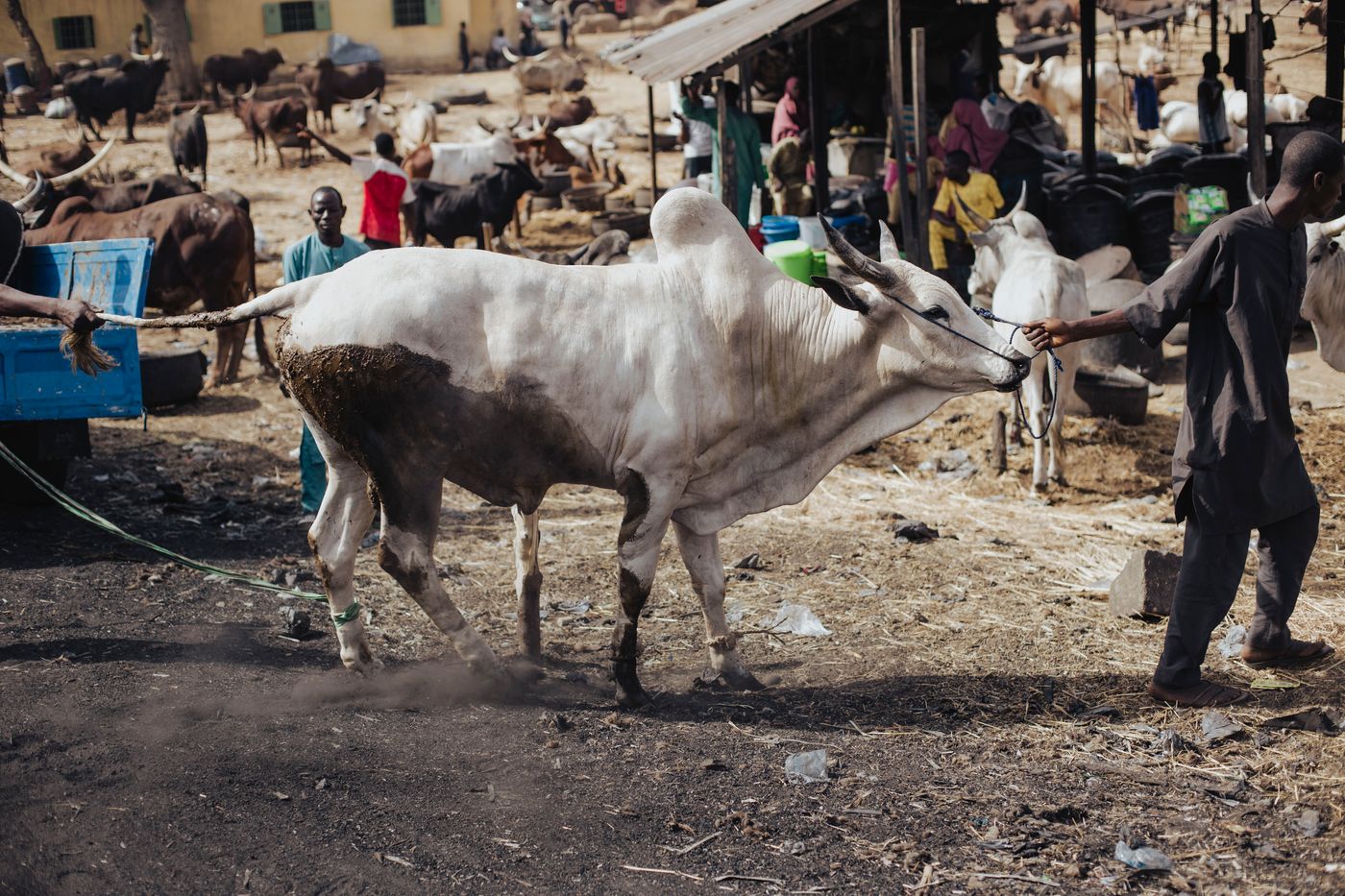 Marché à bétail au Nigeria